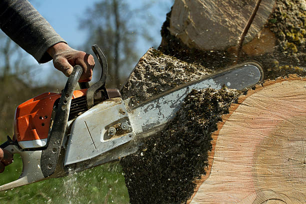 Best Large Tree Removal  in Coleman, MI